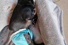 2026_AAA_Tom_nachOP7_Urbasik