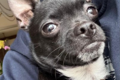 2026_AAA_Tom4_Urbasik