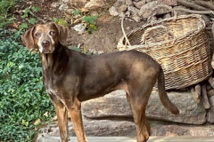 Toula