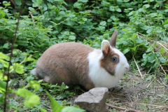 2021_Floeckchen_Kaninchen-2
