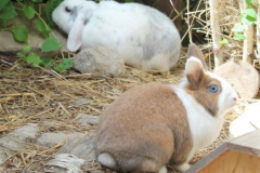 2021_Fritz_Floeckchen_Kaninchen-2-2