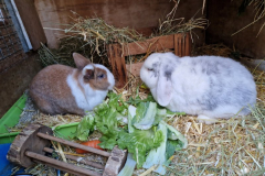 2024_Kaninchen_Fritz_Heidi3