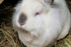 2025_Kaninchen-Wolfgang