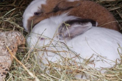 2026_Kaninchen_Heidi_Wolfgang