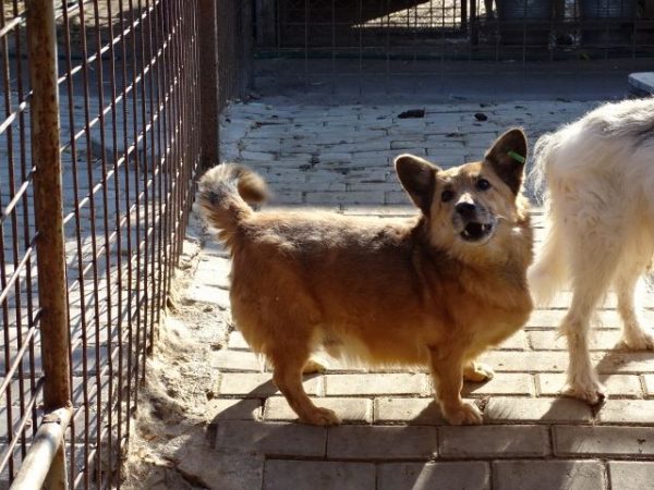 notfall 4 Rüde 10 Jahre 30cm Schulterhöhe Sept 2019 sucheherrchen.de