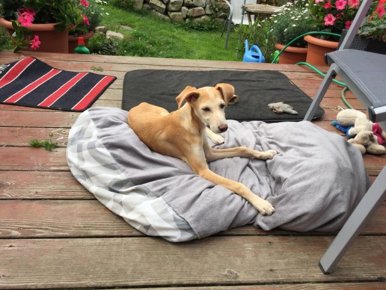 Vermittlungstiere sucheherrchen.de