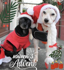 suche-herrchen.de und Animalta e.V. wünschen einen schönen 3. Advent.