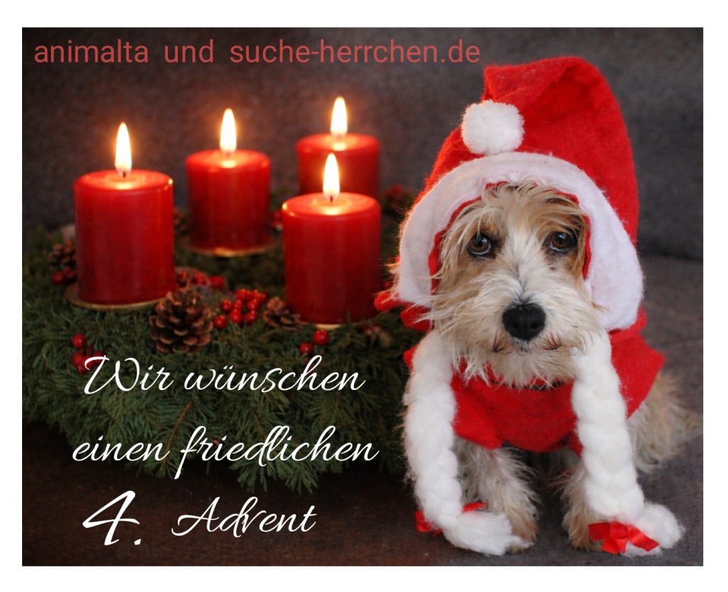 Ein Hund im Weihnachtskostüm neben vier Kerzen. animalta und suche-herrchen.de wünschen einen freundlichen 4. Advent.