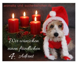 Ein Hund im Weihnachtskostüm neben vier Kerzen. animalta und suche-herrchen.de wünschen einen freundlichen 4. Advent.